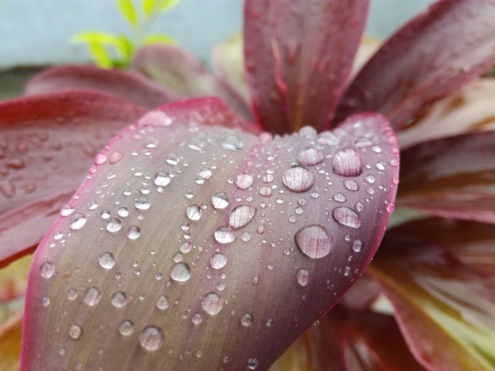 drop of water