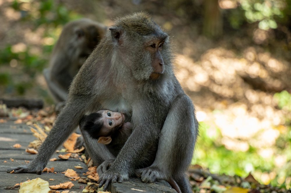 Мать и дитя