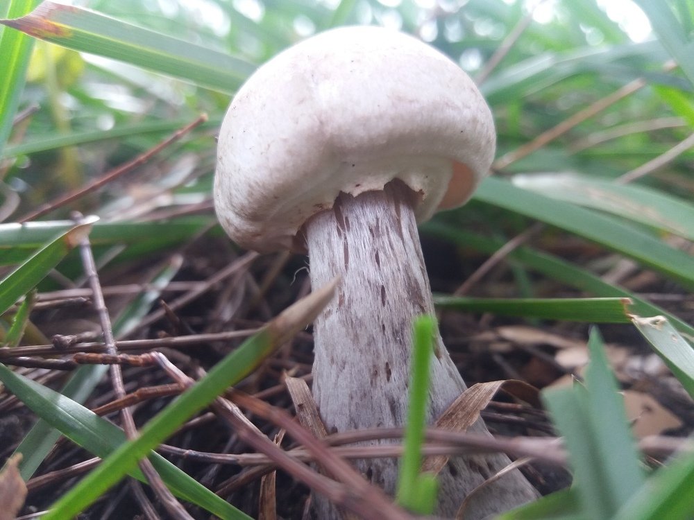 Mushroons