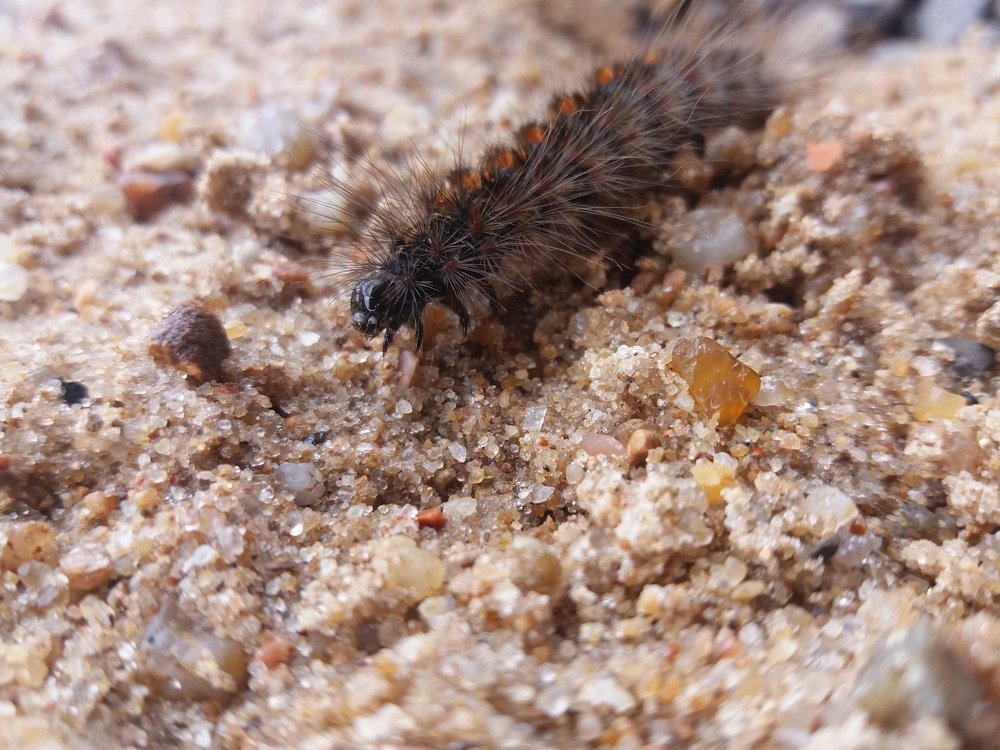Caterpillar