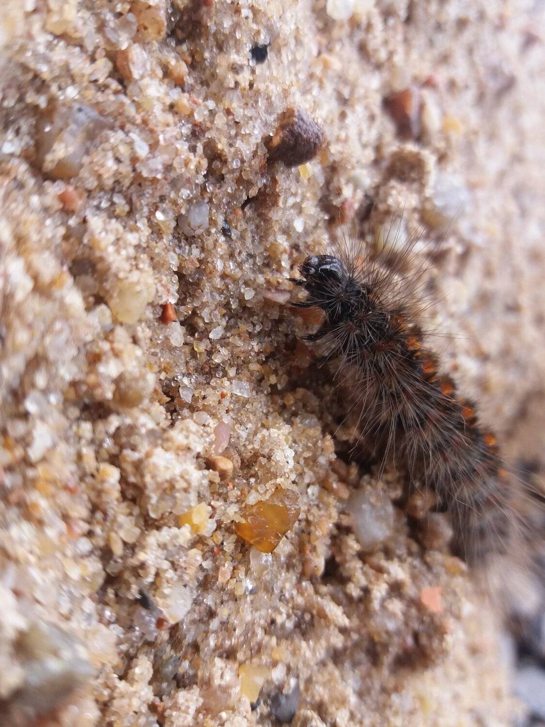 Caterpillar