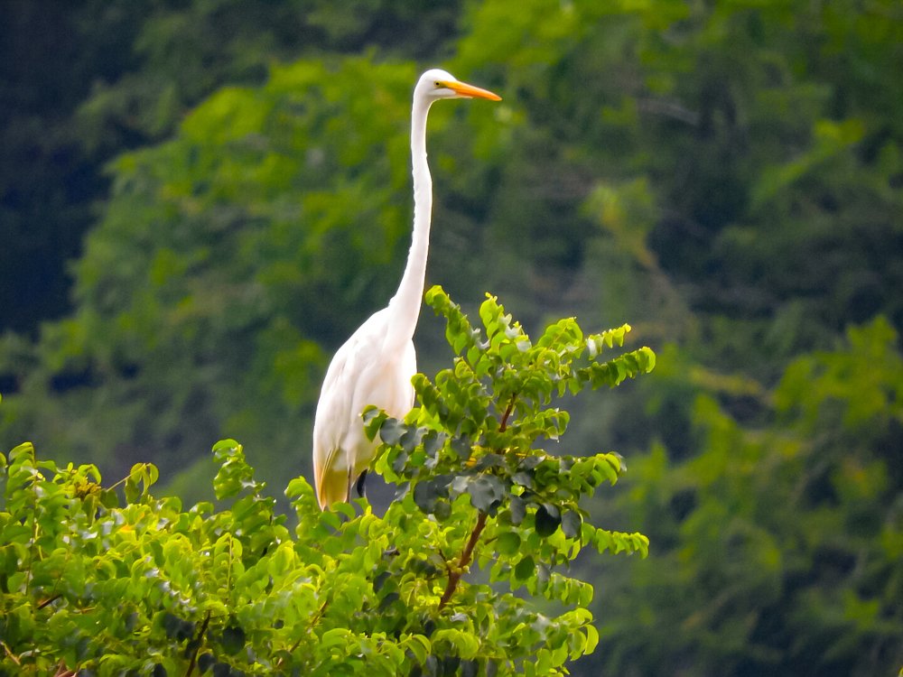 Gaviota