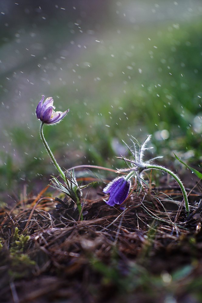 Опять метель...