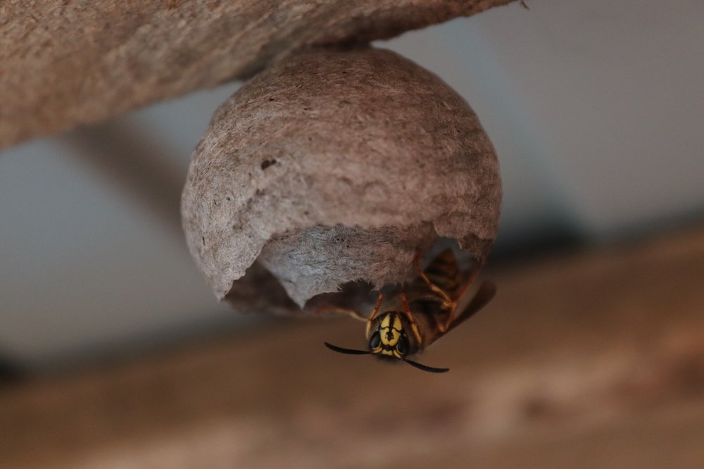 Скоро новоселье, новый дом