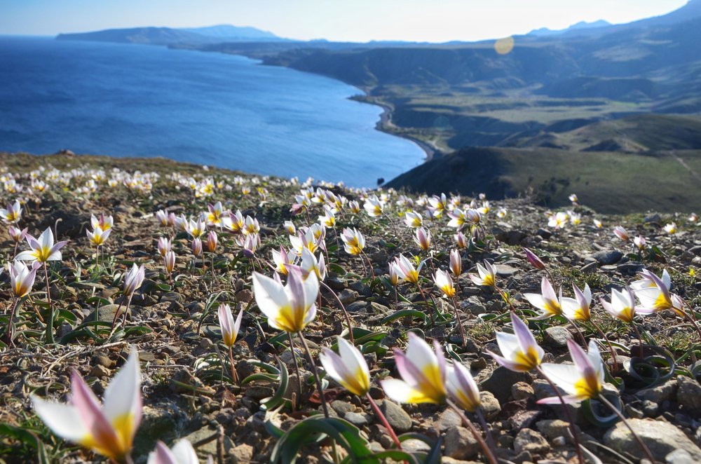 Тюльпан двуцветковый на фоне Лисьей бухты.