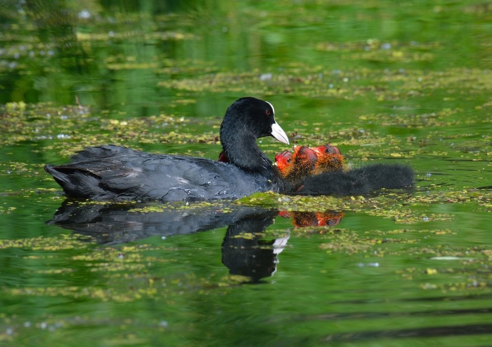 Дружное семейство.