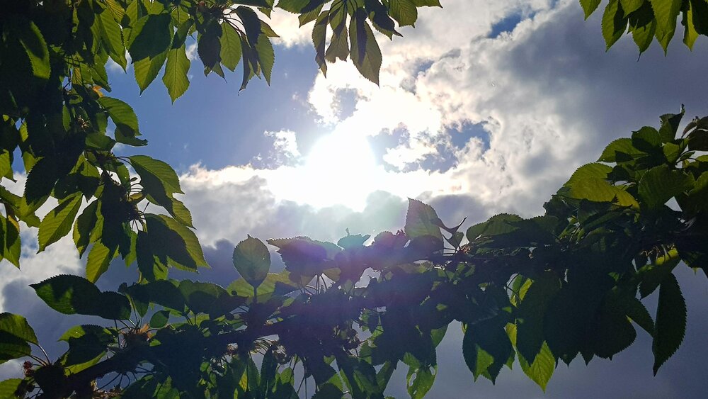 Sunlight