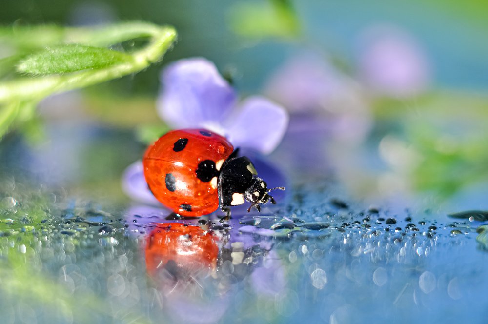 Божья коровка