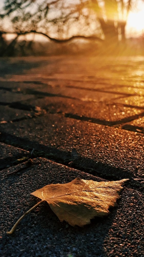 Autumn in each heart