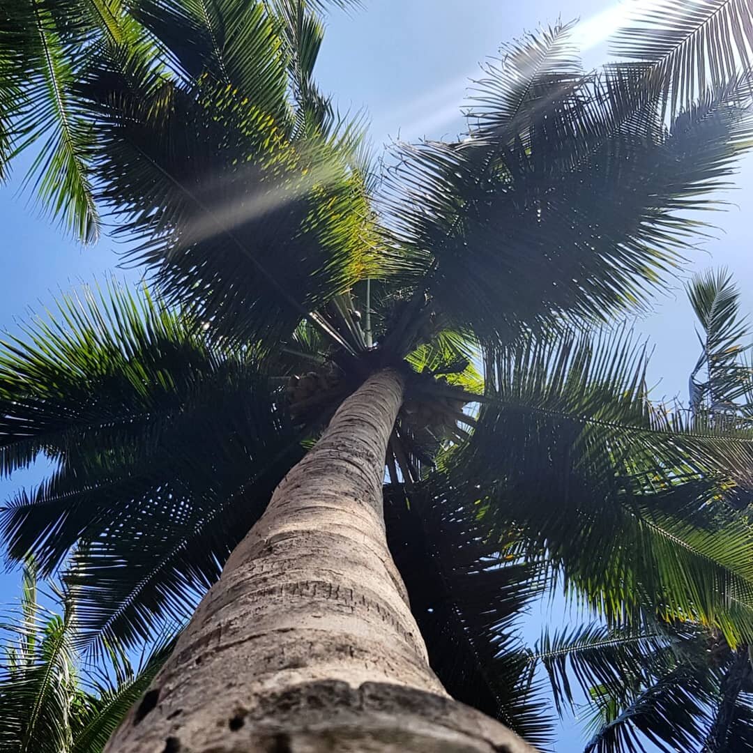 Under the coconut tree