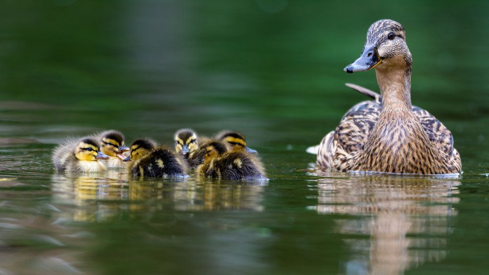 Mallard family