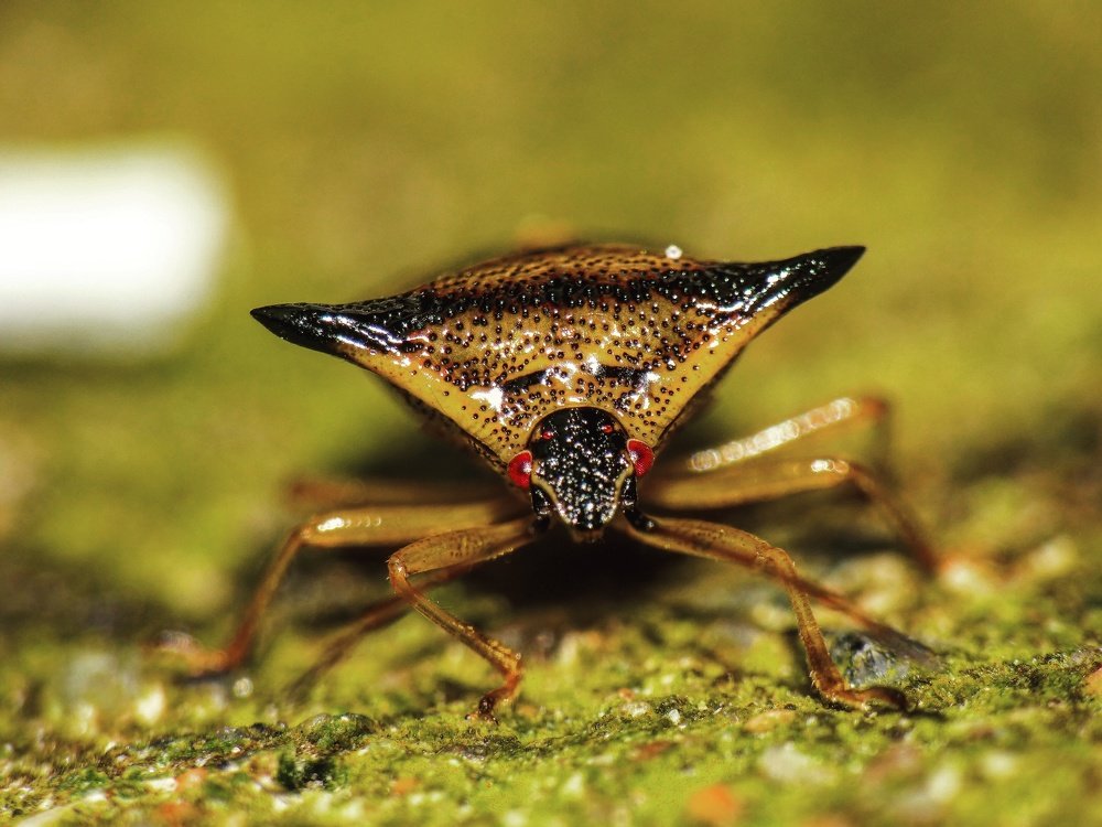 Ржавый щитник