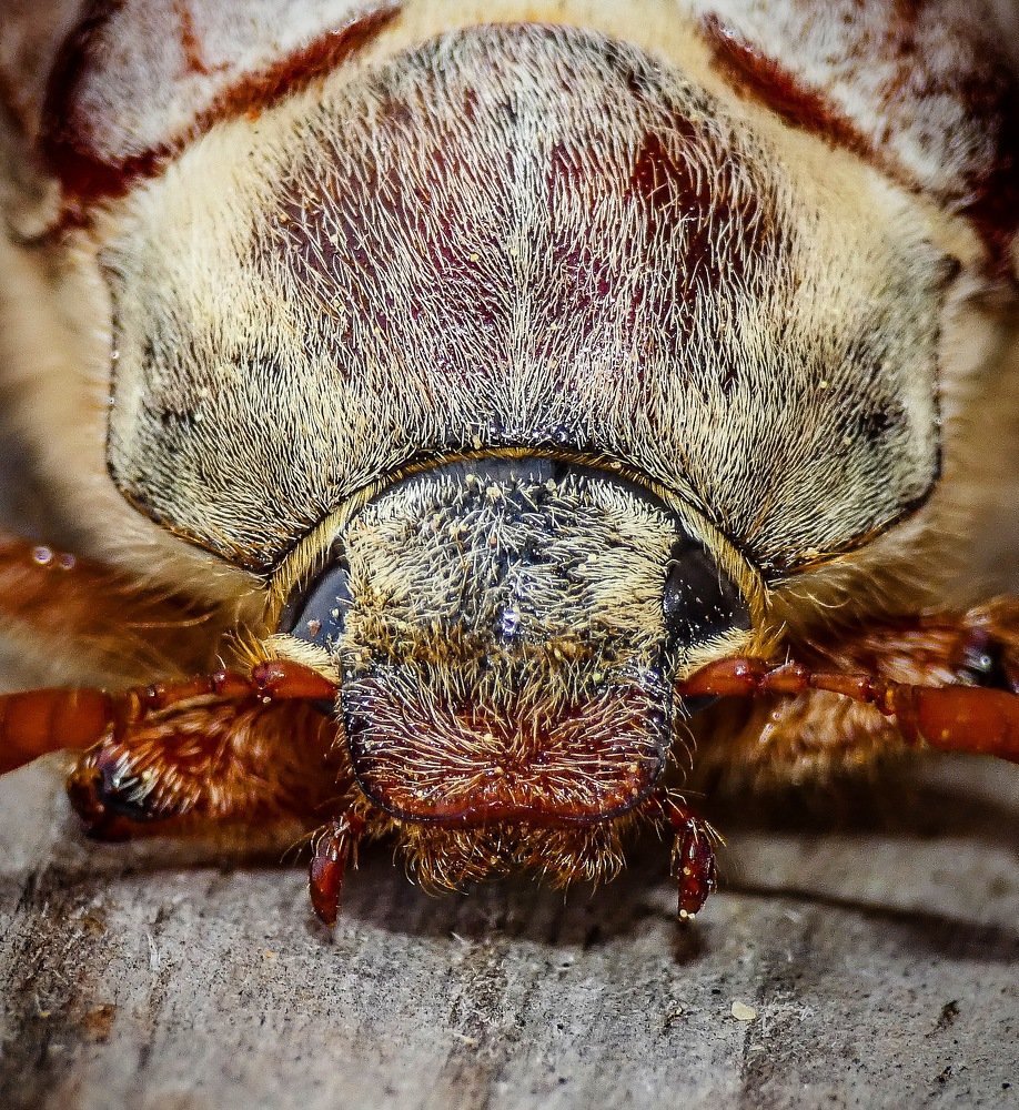 Майский жук