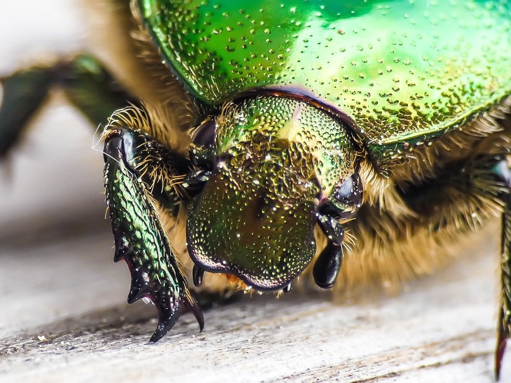 Бронзовка золотистая