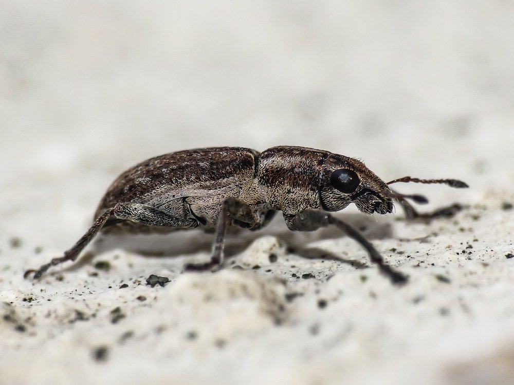 Долгоносик