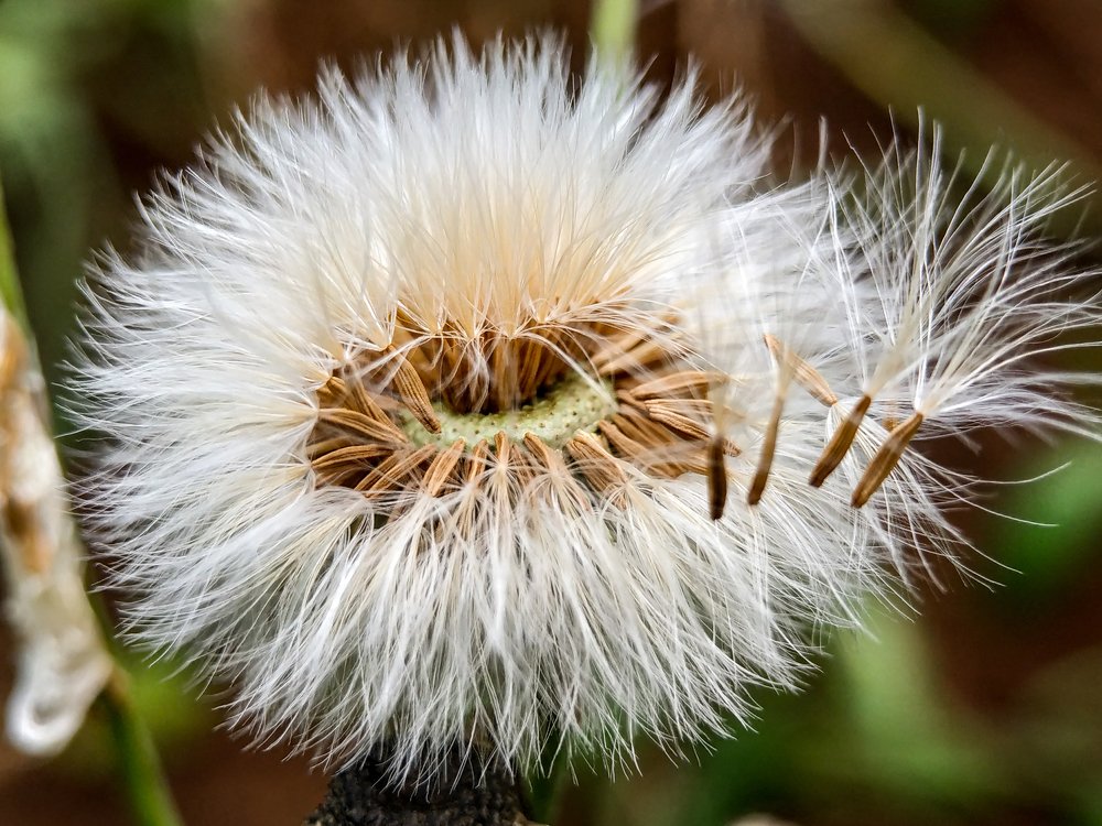 Little flower