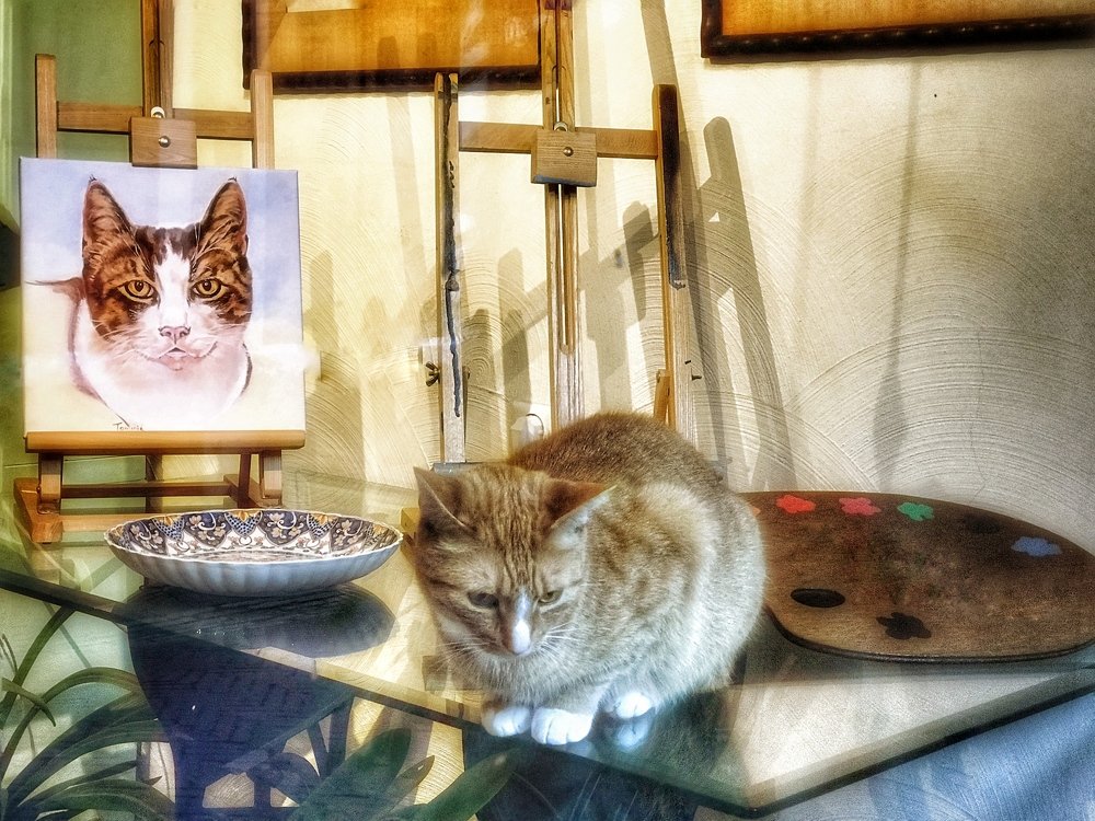 Cat behind the window