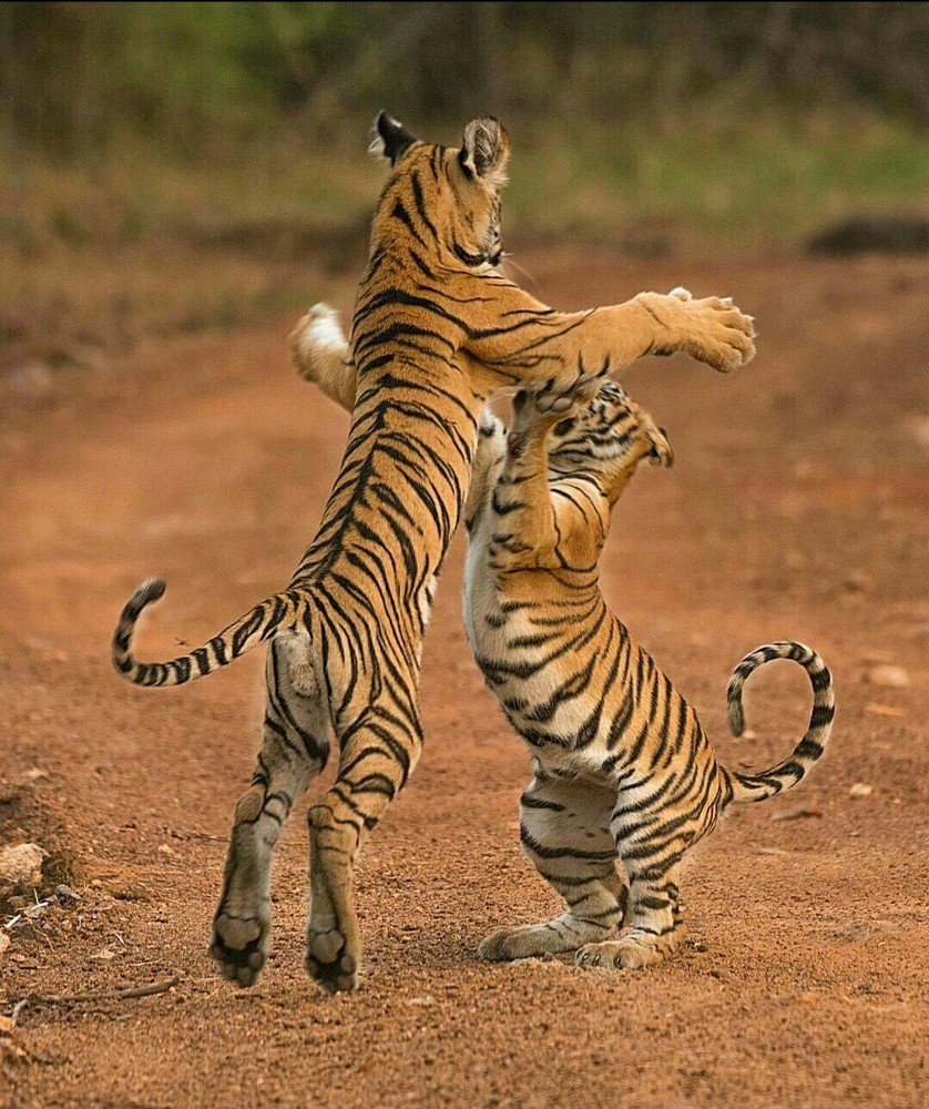 Dancing tigers