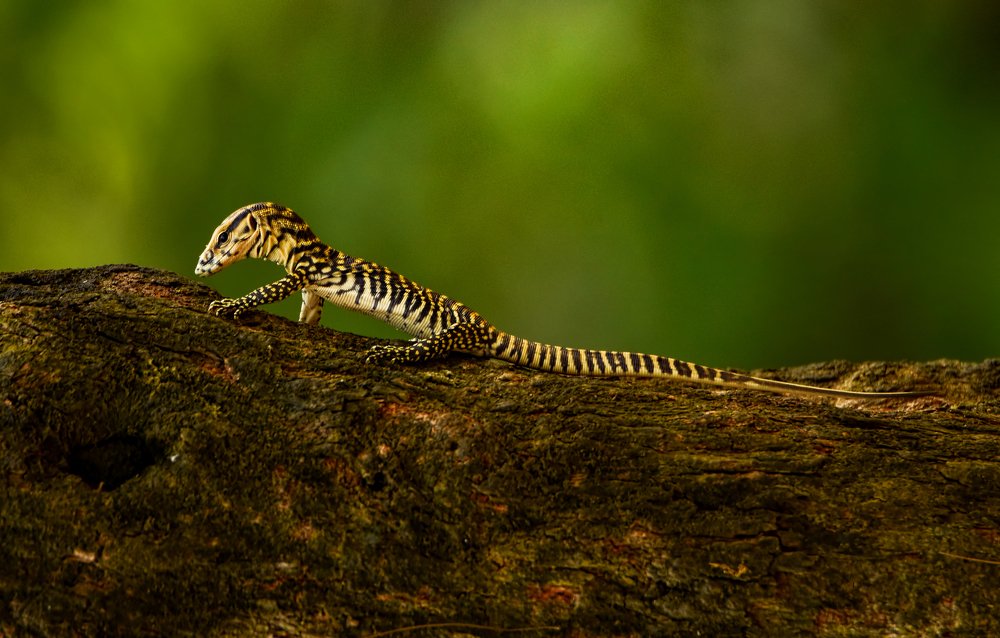 Monitor Lizard