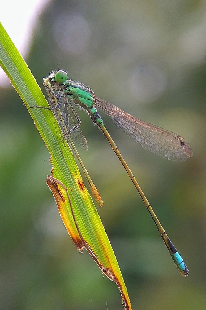 Damselfly eat Damselfly