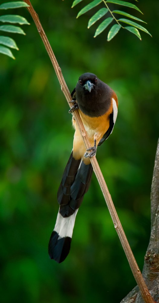 Rufous treepie