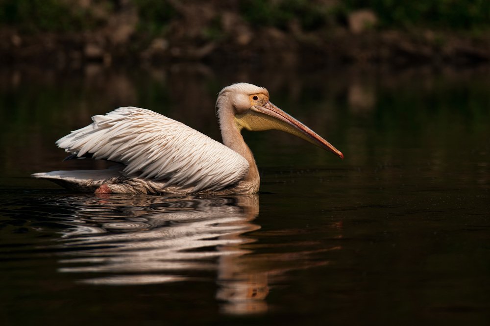 Pelican