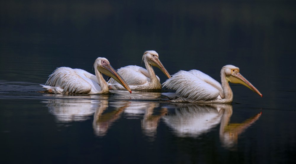 Pelican