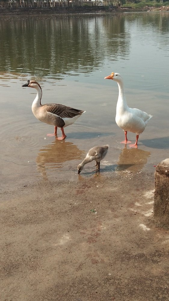 Duck family