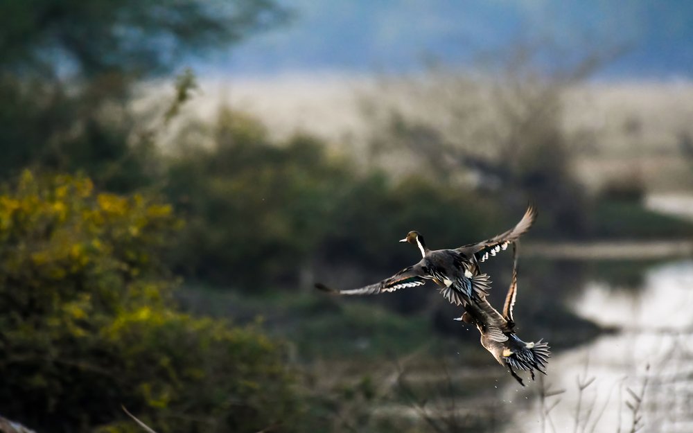 NORTHERN PINTAILS IN FLIGHT