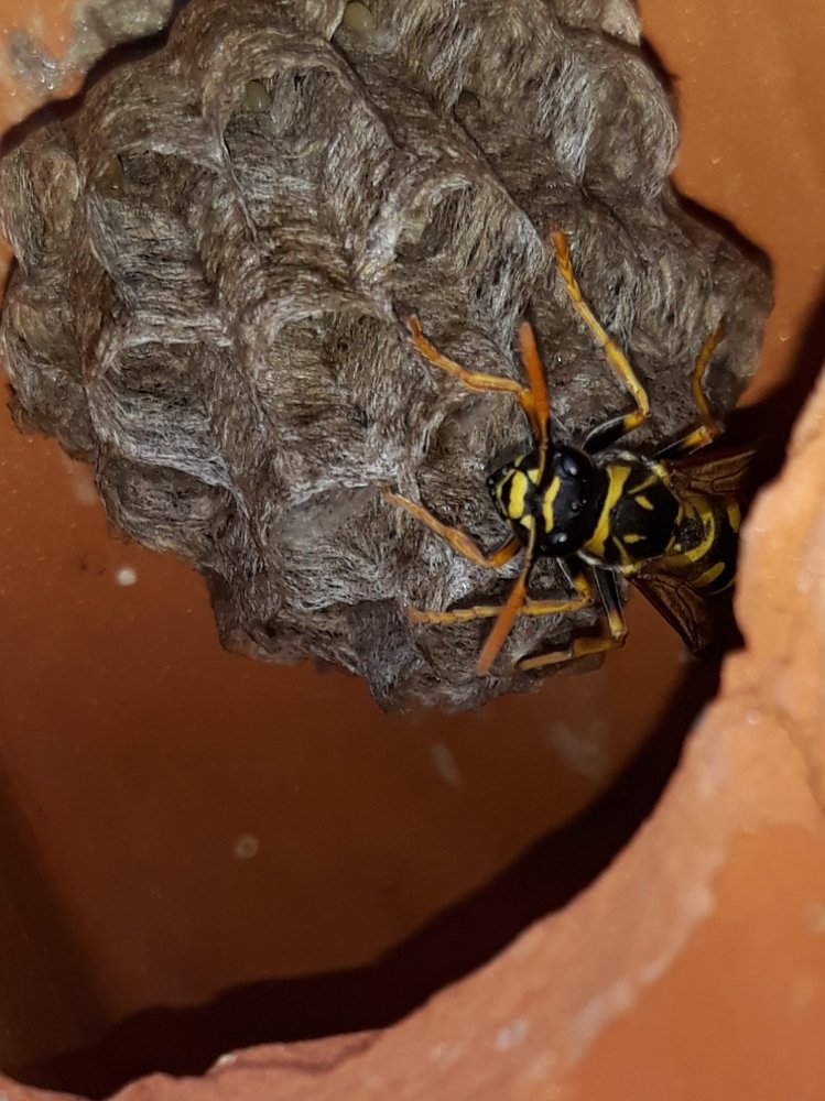 Hornet
