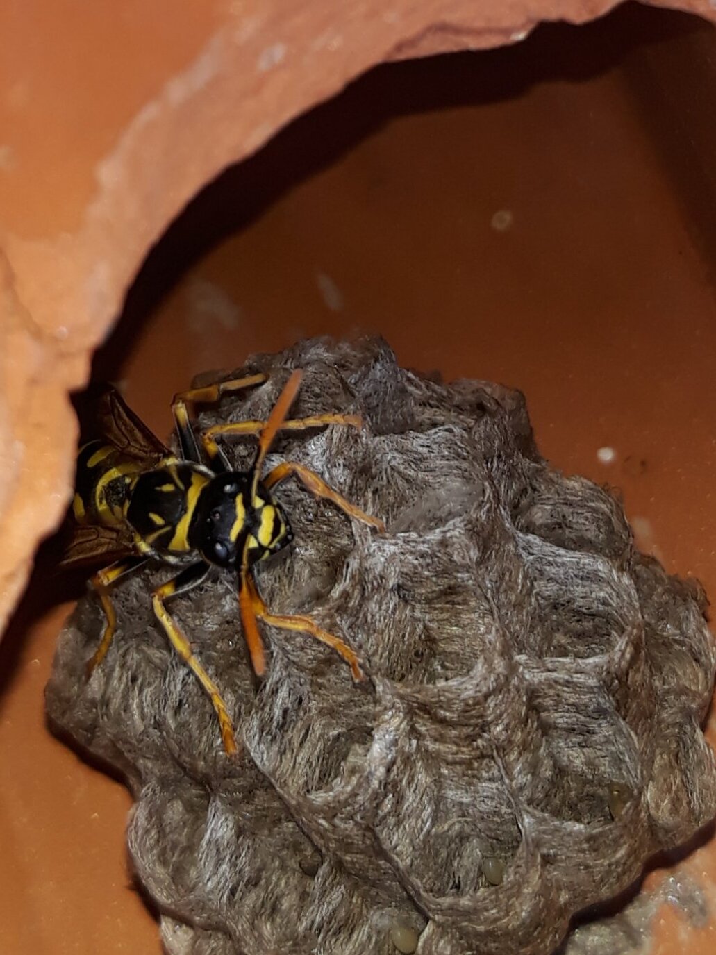 Hornet