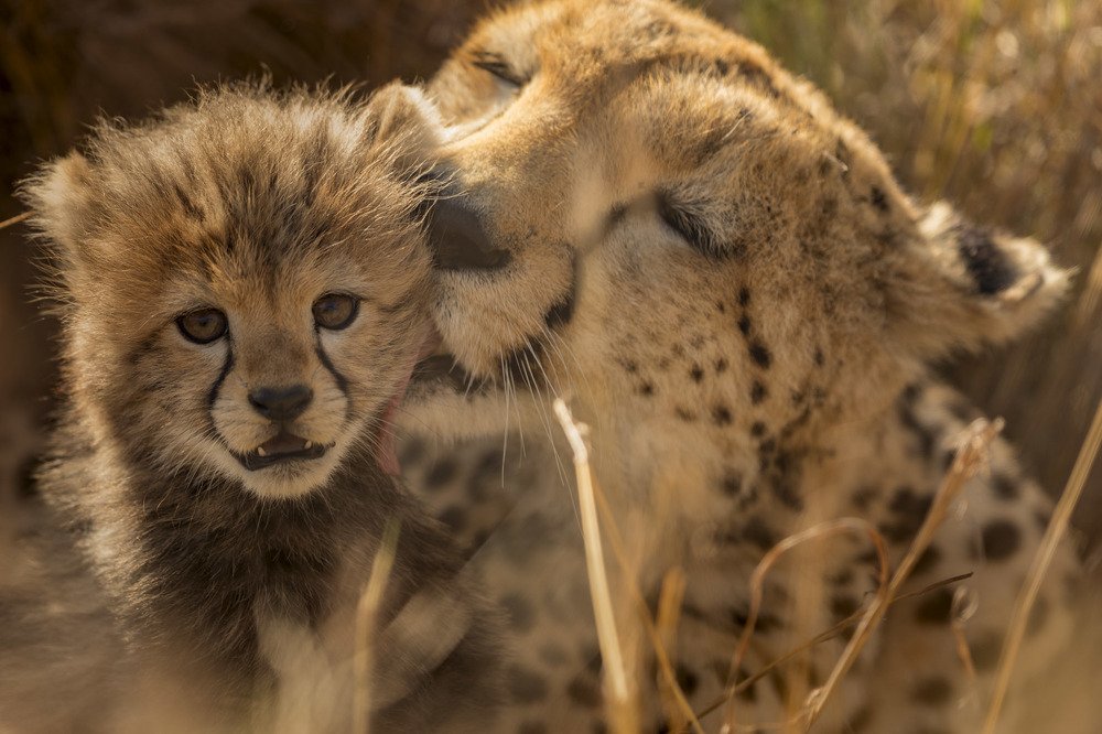 Mother's Love and Protection