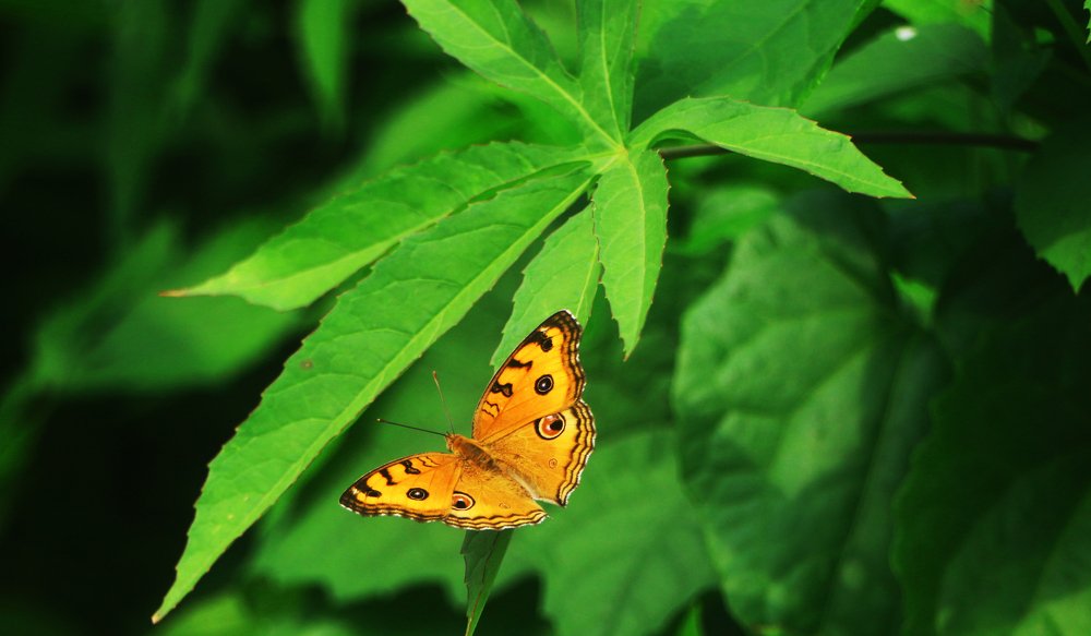 Butterfly with nature
