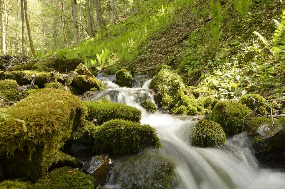В долине реки Молчепы (Республика Адыгея)