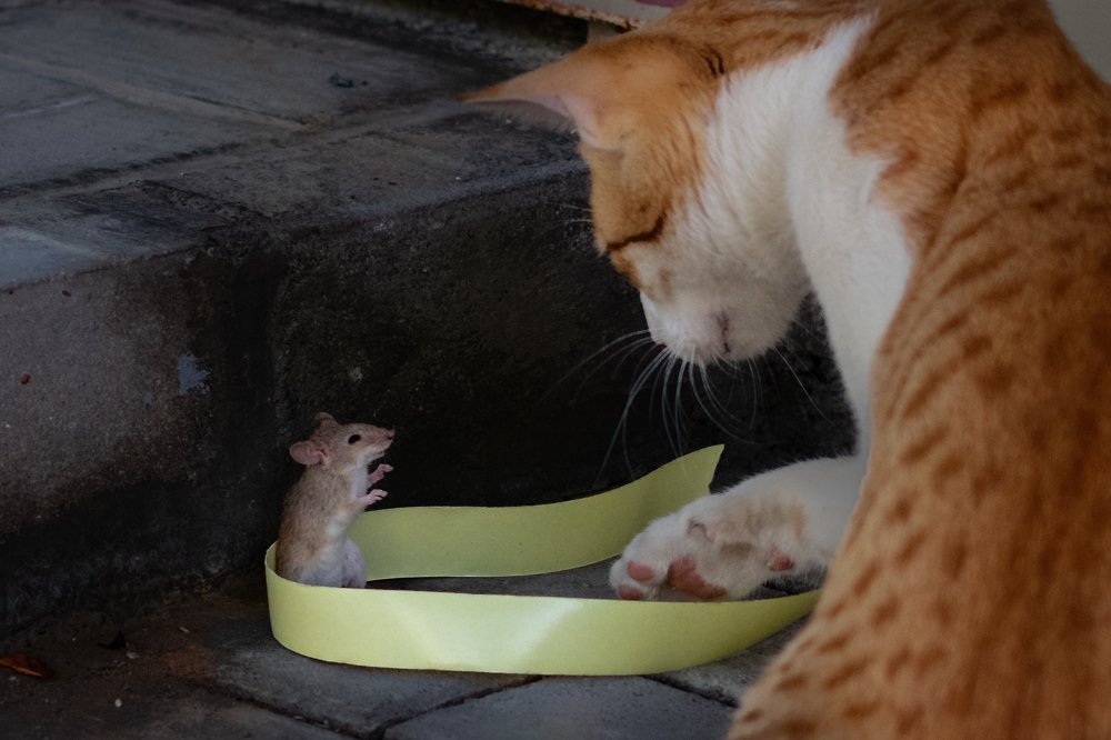 BACKYARD TOM & JERRY