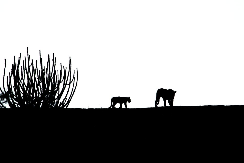 silhouette of a mother and cub