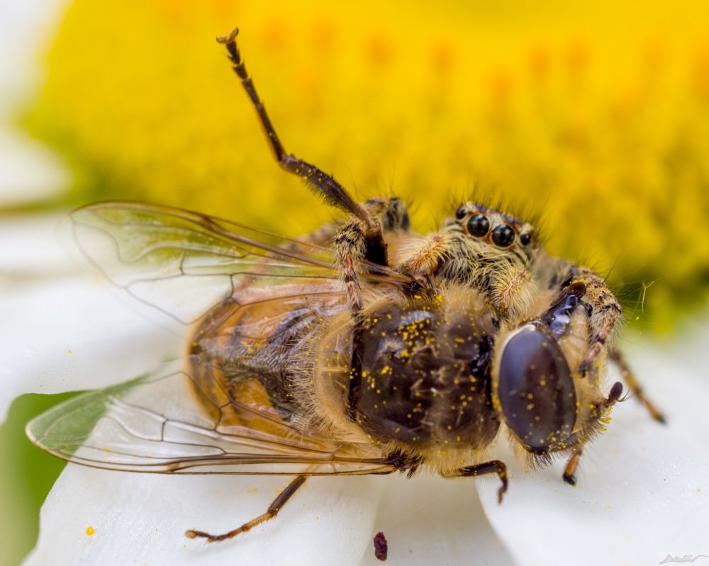 Паук, который не читал К.Чуковского