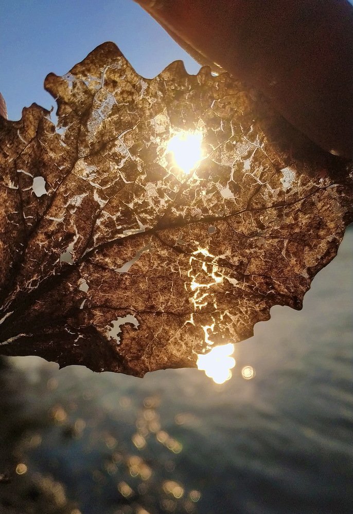 новая жизнь листа