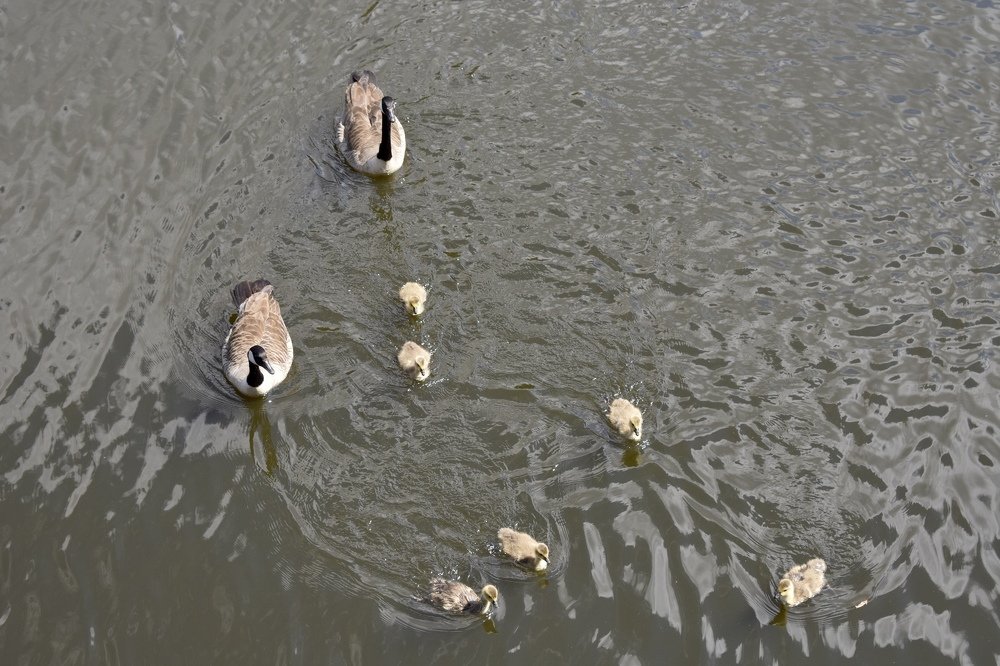 Ducks with babies