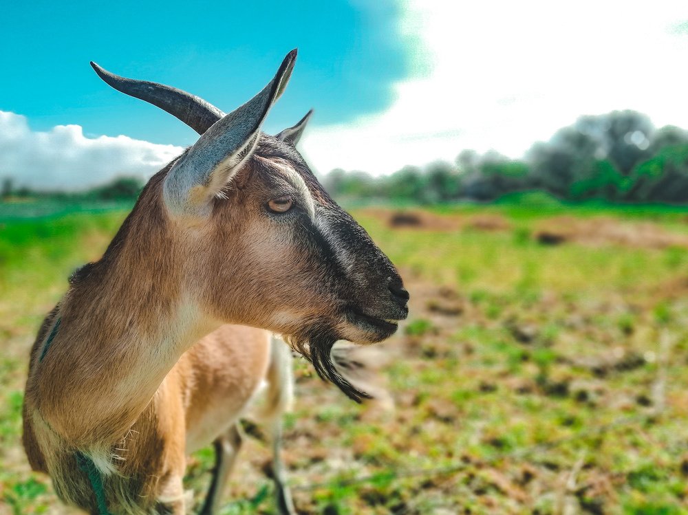 wildlife