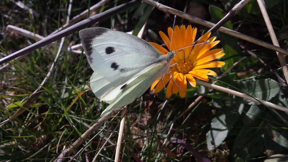 B   U   T   T   E   R   F   L   Y