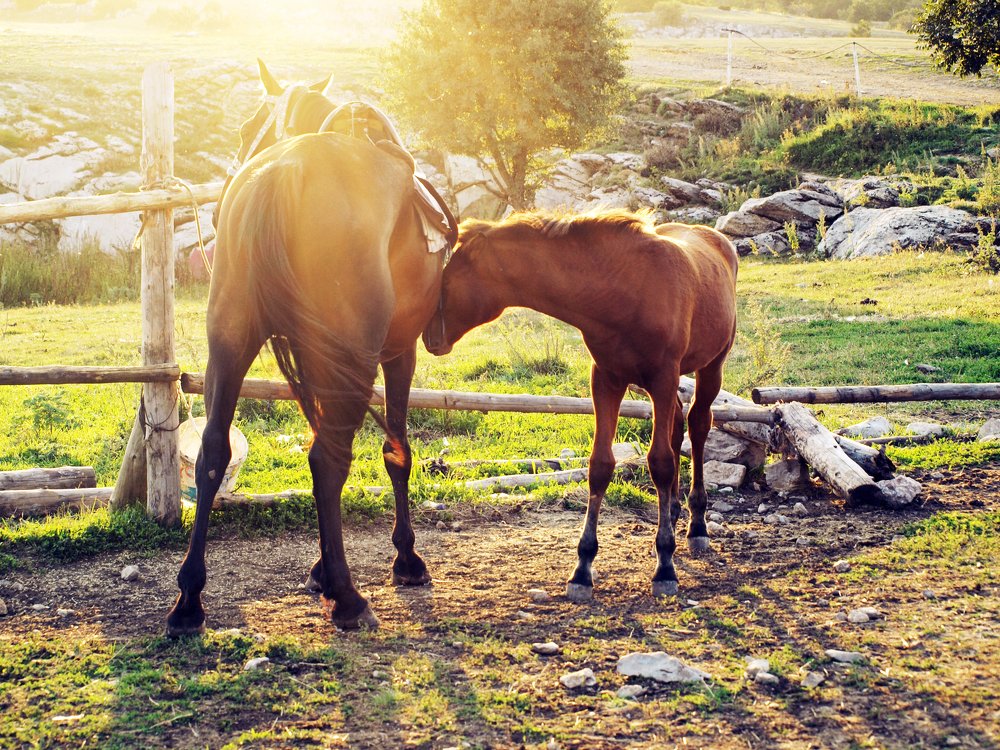 На склонах Ай-Петри