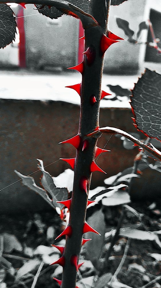 Thorns