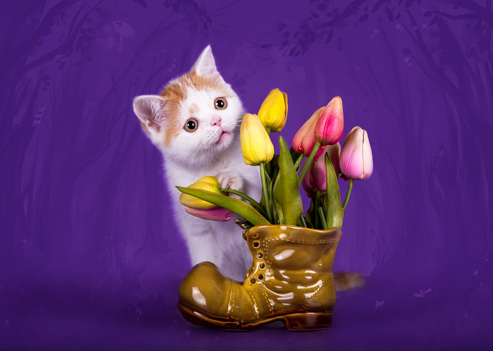 Котенок и тюльпаны