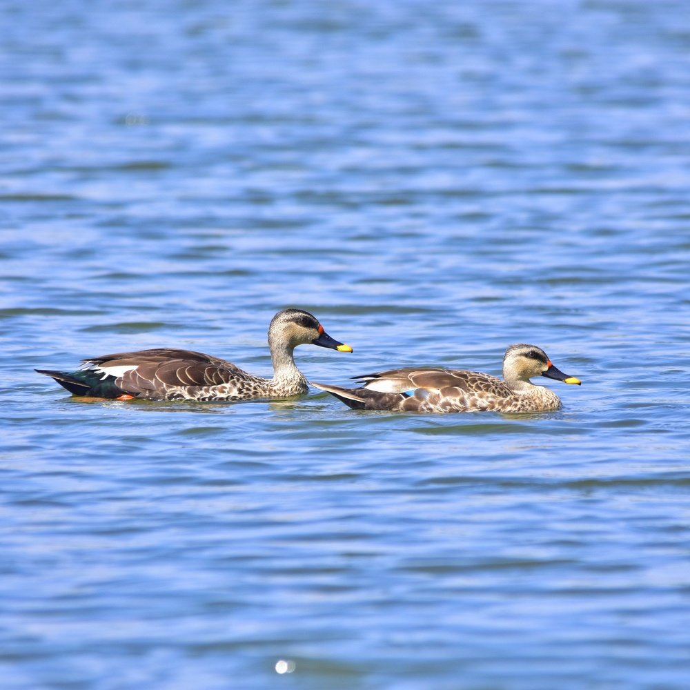 Indian Spot-Billed Duck (Anas poecilorhyncha)