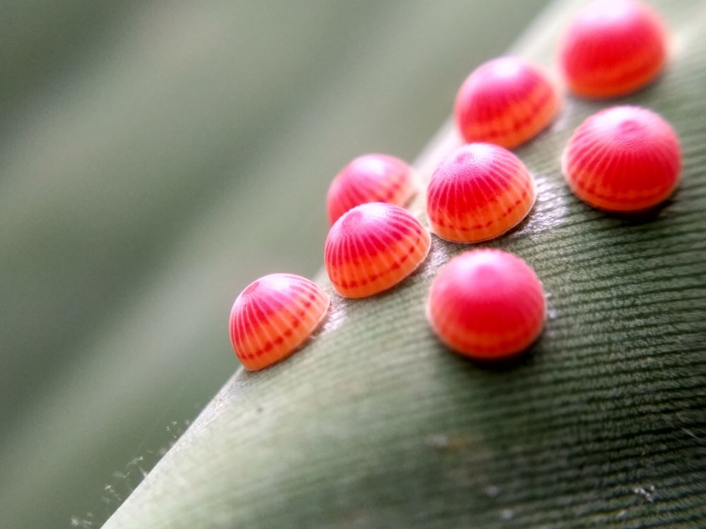 Butterfly eggs