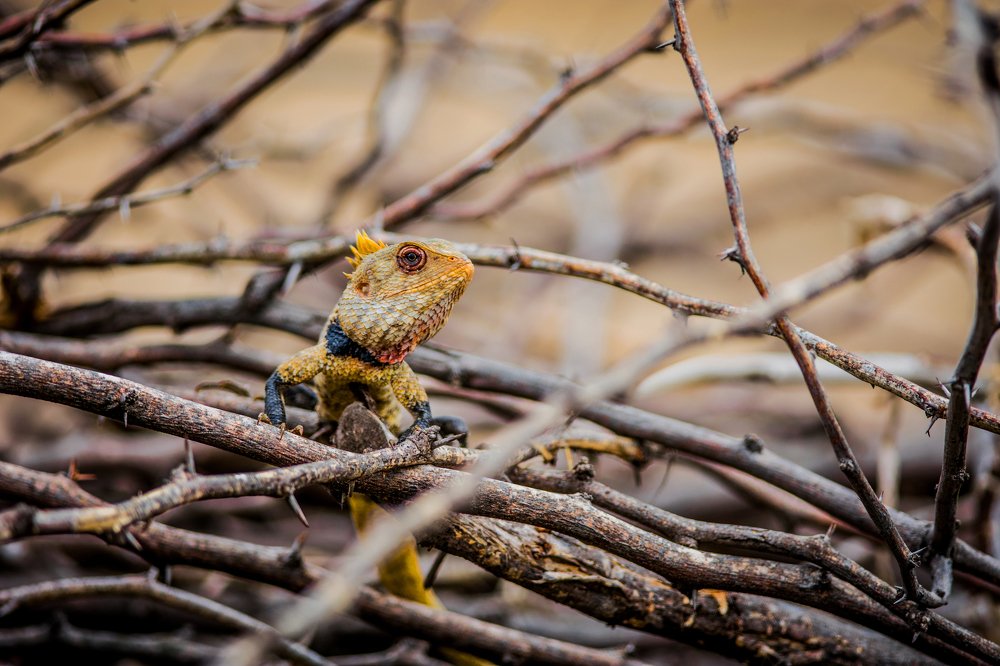 Showing Off his awesome colour