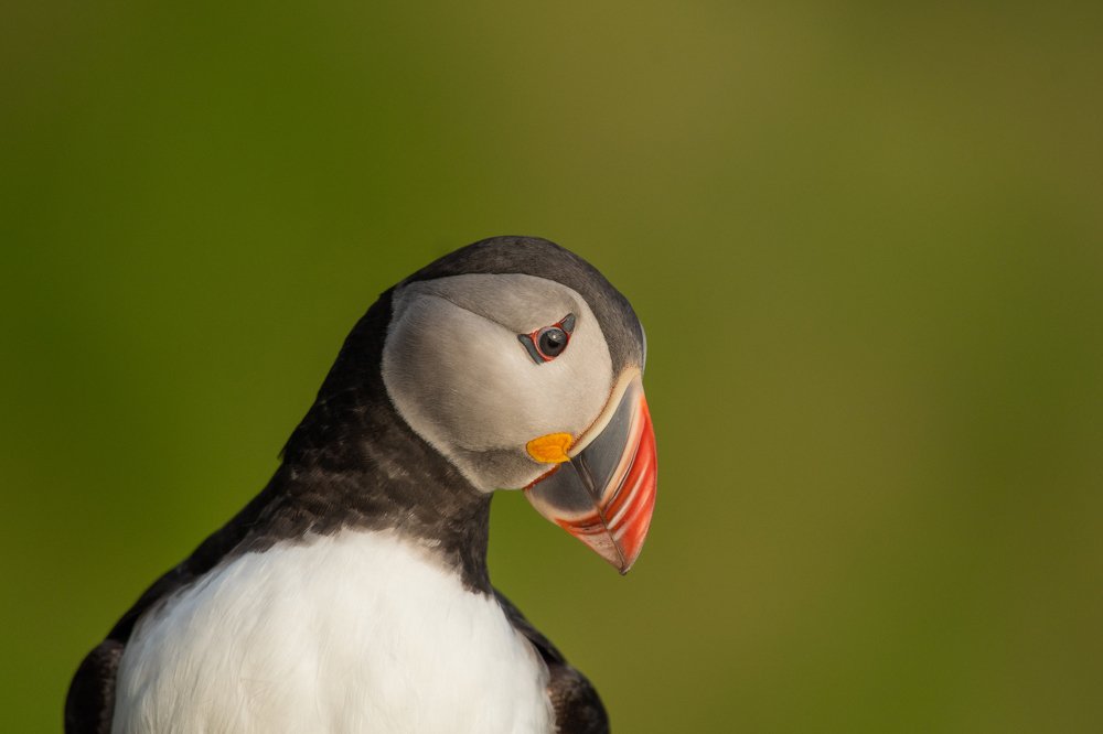 Puffin