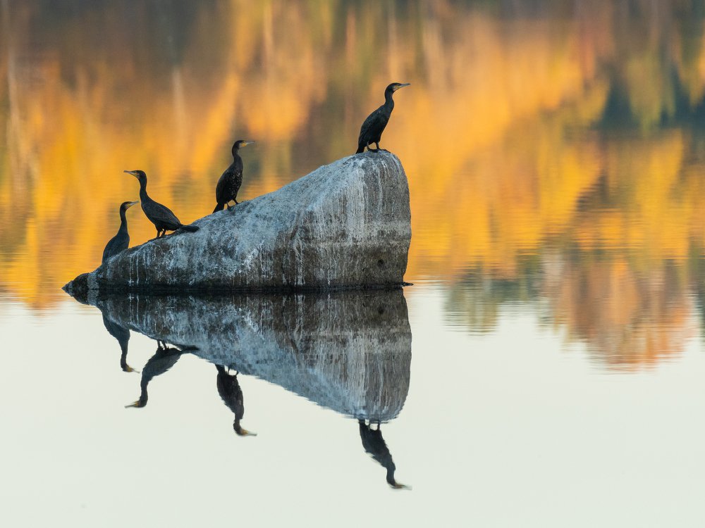 Cormorant in fine autumn light