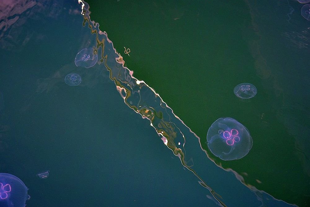 jelyfishes and reflections